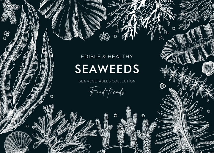 Hand-drawn edible seaweed  background on chalkboard. Sea vegetables sketches. Vector frame with kelp, wakame, kombu, hijki  illustration. Healthy food ingredients banner for Japanese cuisine menu.